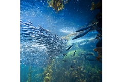 Image Image
